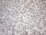 CWC27 Antibody in Immunohistochemistry (Paraffin) (IHC (P))