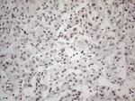 CWC27 Antibody in Immunohistochemistry (Paraffin) (IHC (P))