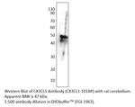 CX3CL1 Polyclonal Antibody