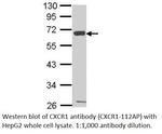 CXCR1 Polyclonal Antibody