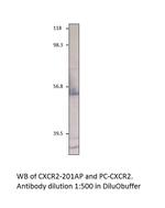 CXCR2 Polyclonal Antibody