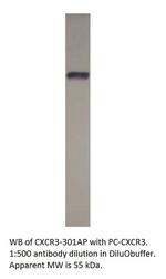 CXCR3 Polyclonal Antibody