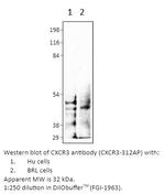 CXCR3 Polyclonal Antibody