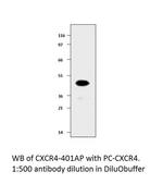 CXCR4 Polyclonal Antibody
