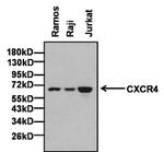 CXCR4 Monoclonal Antibody (12G5)