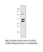 CXCR5 Antibody in Western Blot (WB)