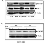 CXCR7 Antibody in Western Blot (WB)