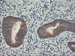 CXorf26 Antibody in Immunohistochemistry (Paraffin) (IHC (P))