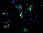 CYB5R1 Antibody in Immunocytochemistry (ICC/IF)
