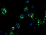 CYB5R1 Antibody in Immunocytochemistry (ICC/IF)