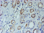 CYB5R1 Antibody in Immunohistochemistry (Paraffin) (IHC (P))