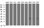 CYB5R1 Antibody in Western Blot (WB)