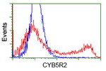 CYB5R2 Antibody in Flow Cytometry (Flow)