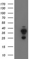 CYB5R2 Antibody in Western Blot (WB)