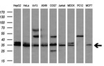 CYB5R2 Antibody in Western Blot (WB)