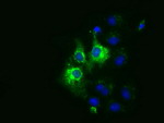 CYB5R3 Antibody in Immunocytochemistry (ICC/IF)