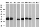 CYB5R3 Antibody in Western Blot (WB)