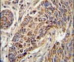 Cytochrome C1 Antibody in Immunohistochemistry (IHC)