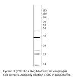 Cyclin D1 Antibody in Western Blot (WB)