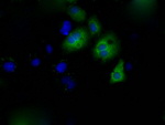 CYP1A2 Antibody in Immunocytochemistry (ICC/IF)