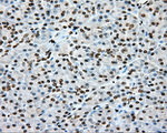 CYP1A2 Antibody in Immunohistochemistry (Paraffin) (IHC (P))