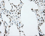 CYP1A2 Antibody in Immunohistochemistry (Paraffin) (IHC (P))