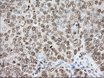 CYP1A2 Antibody in Immunohistochemistry (Paraffin) (IHC (P))