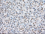 CYP1A2 Antibody in Immunohistochemistry (Paraffin) (IHC (P))