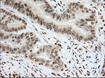 CYP1A2 Antibody in Immunohistochemistry (Paraffin) (IHC (P))