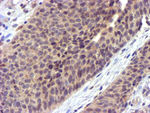 CYP2A6 Antibody in Immunohistochemistry (Paraffin) (IHC (P))