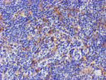CYP2A6 Antibody in Immunohistochemistry (Paraffin) (IHC (P))
