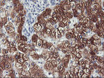 CYP2A6 Antibody in Immunohistochemistry (Paraffin) (IHC (P))