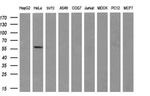 CYP2C9 Antibody in Western Blot (WB)