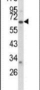CYP2F1 Antibody in Western Blot (WB)
