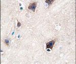 CYP2R1 Antibody in Immunohistochemistry (IHC)