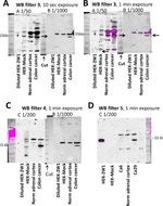 CYP2W1 Antibody in Western Blot (WB)