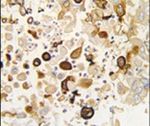 CYP4X1 Antibody in Immunohistochemistry (IHC)