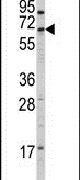 CYP4X1 Antibody in Western Blot (WB)