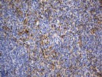 CYP7B1 Antibody in Immunohistochemistry (Paraffin) (IHC (P))