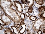 CYP7B1 Antibody in Immunohistochemistry (Paraffin) (IHC (P))
