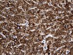 CYP7B1 Antibody in Immunohistochemistry (Paraffin) (IHC (P))