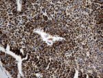CYP7B1 Antibody in Immunohistochemistry (Paraffin) (IHC (P))