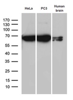 CYP7B1 Antibody in Western Blot (WB)