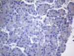 CYTH2 Antibody in Immunohistochemistry (Paraffin) (IHC (P))