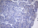 CYTH2 Antibody in Immunohistochemistry (Paraffin) (IHC (P))