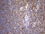 CYTH2 Antibody in Immunohistochemistry (Paraffin) (IHC (P))