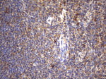 CYTH2 Antibody in Immunohistochemistry (Paraffin) (IHC (P))