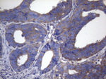 CYTH2 Antibody in Immunohistochemistry (Paraffin) (IHC (P))