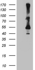 CYTH2 Antibody in Western Blot (WB)