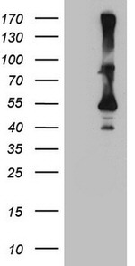 CYTH2 Antibody in Western Blot (WB)